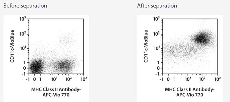 Separation of a spleen sample using the StraightFrom Spleen CD11c MicroBead Kit, mouse and the autoMACS NEO Separator. Cells were fluorescently stained with CD11c-VioBlue and MHC Class II-APC-Vio 770 and analyzed by flow cytometry using the MACSQuant Analyzer. Cell debris and dead cells were excluded from the analysis based on scatter signals and 7-AAD fluorescence.